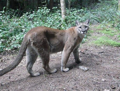 COUGAR SIGHTING