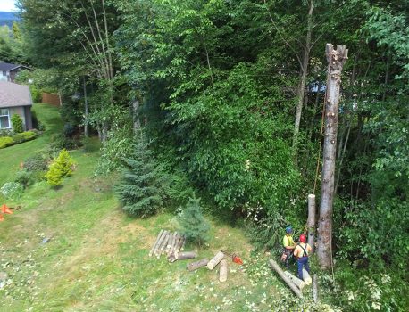 Work Party to Help with Removing Hazard Trees from the Ditch, Nov. 22-24 