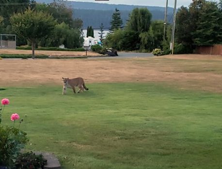Cougar sighting in area