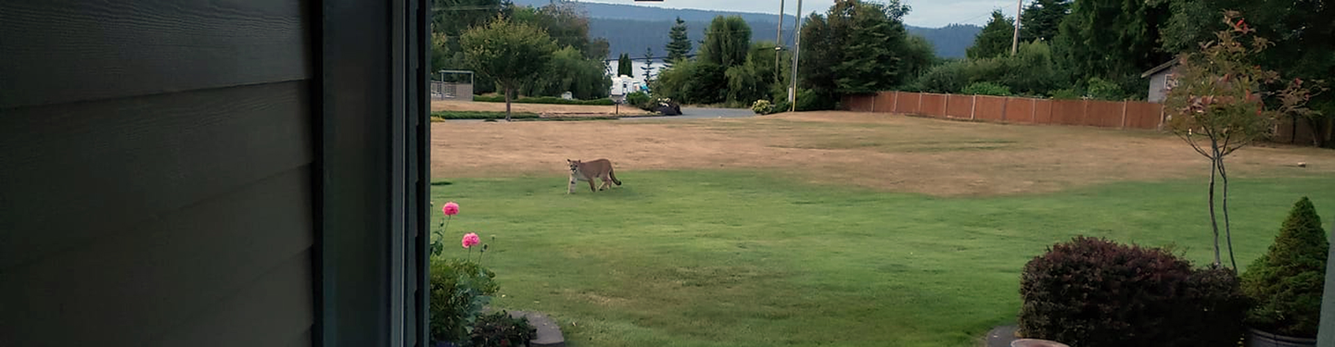 Cougar sighting in area